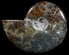 Polished, Agatized Ammonite (Cleoniceras) - Madagascar #59891-1